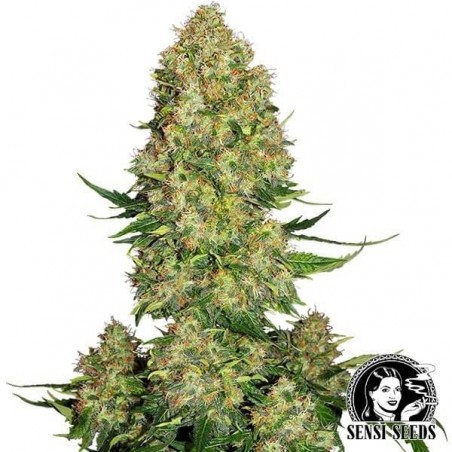 Skunk 1 Auto by Sensi Seeds auto - GB