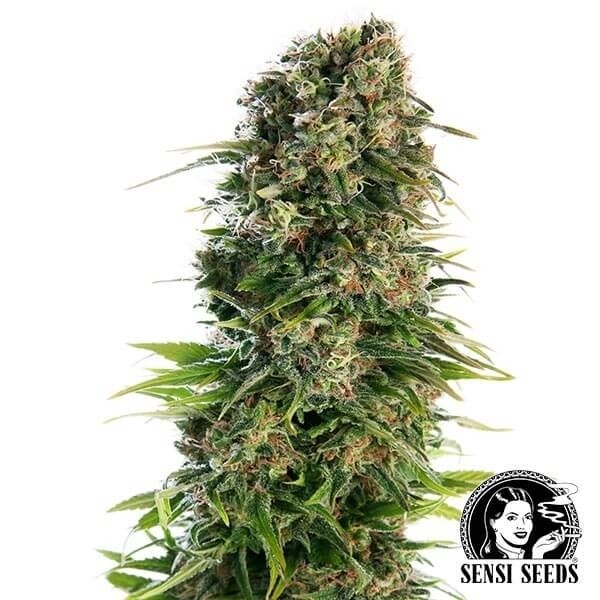 View Hindu Kush Automatic Cannabis Plant