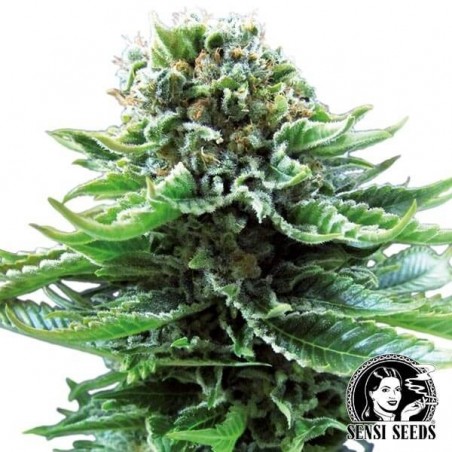 Northern Lights Auto by Sensi Seeds marijuana plant