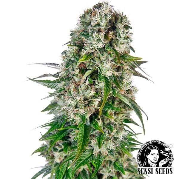 View Big Bud Automatic Cannabis Plant