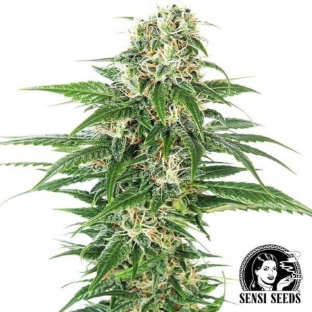 Early Skunk Automatic Cannabis Plant