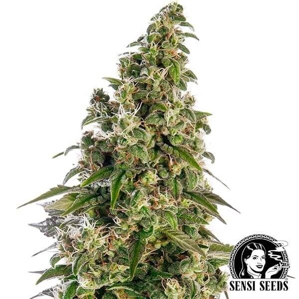 View Afghani1 Automatic Cannabis Plant
