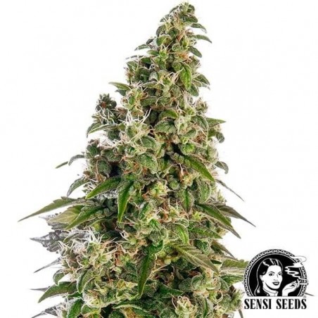 Afghani1 Automatic Cannabis Plant