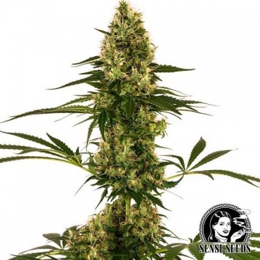 Blue Bullet Auto Marijuana Plant
