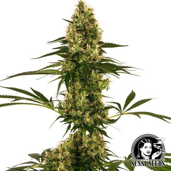 Blue Bullet Auto Marijuana Plant