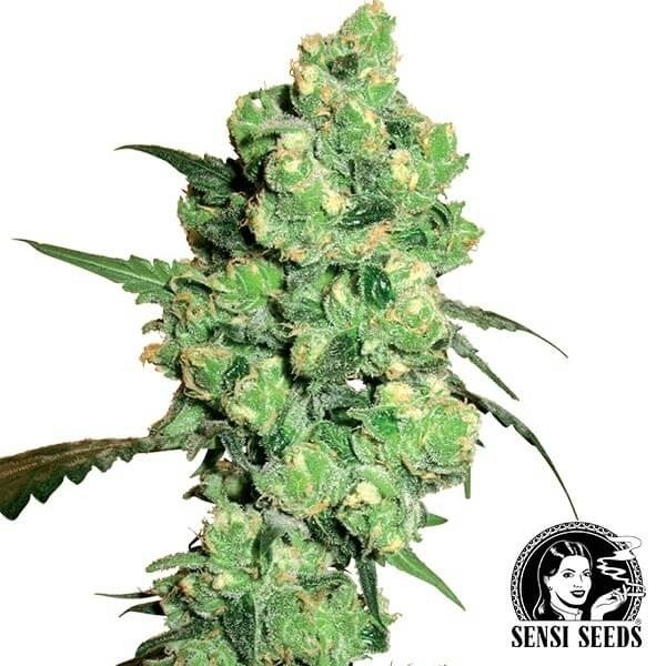 View Super Skunk marijuana plant