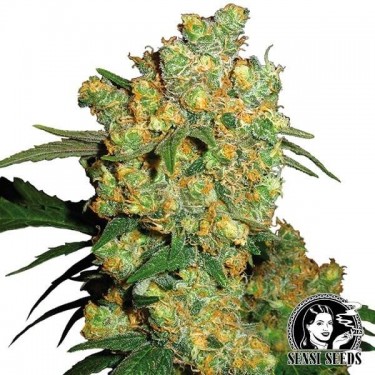 Big Bud marijuana plant