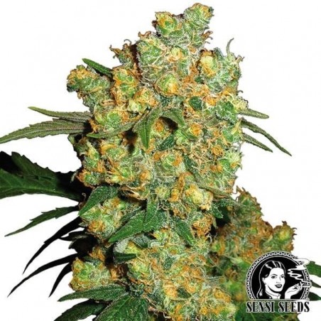 Big Bud marijuana plant