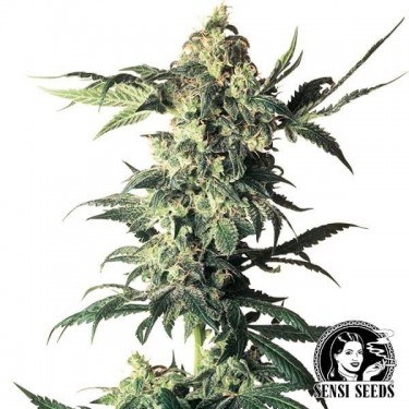 Northern Lights Sensi Seeds