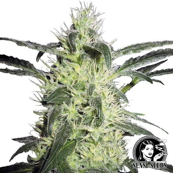 View Silver Hazen cannabis plant