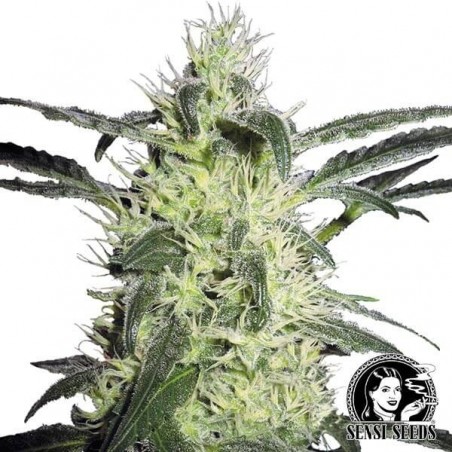 Silver Hazen cannabis plant