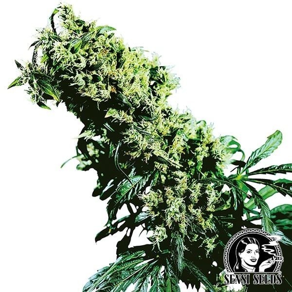 View NL 5 x Haze cannabis plant