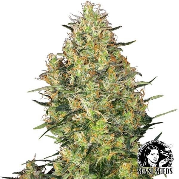 View Shiva Skunk marijuana plant
