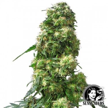Early Skunk cannabis plant