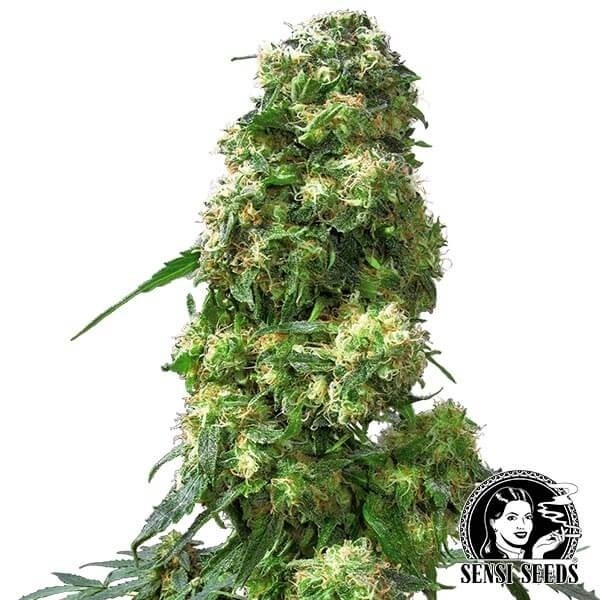 View Early Skunk cannabis plant
