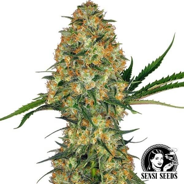 Hindu Kush Cannabis Plant