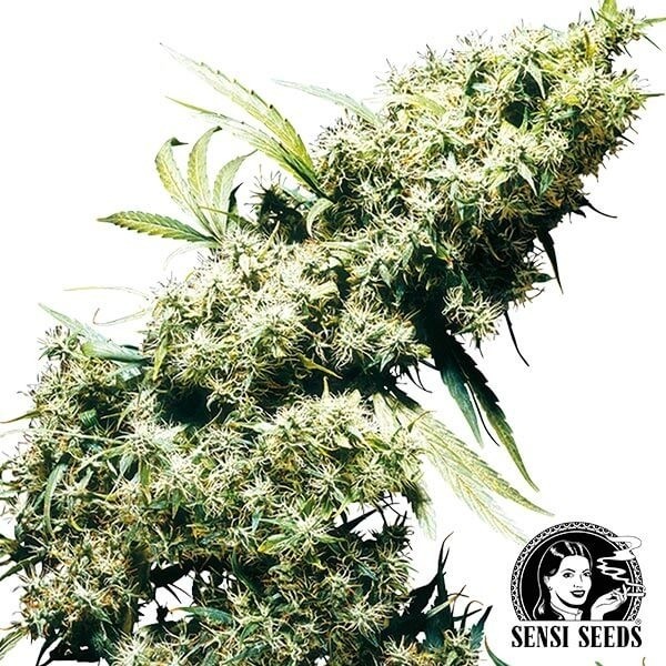 View Jamaican Pearl Cannabis Plant
