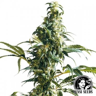 Mexican Sativa Cannabis Plant
