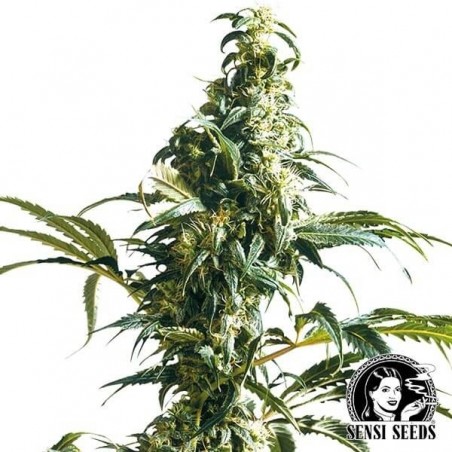 Mexican Sativa Cannabis Plant
