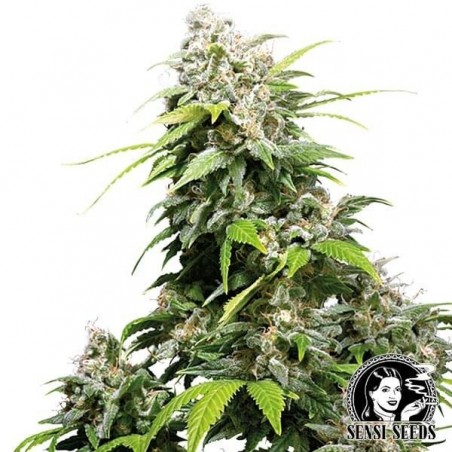 Feminized California Indica Cannabis Plant