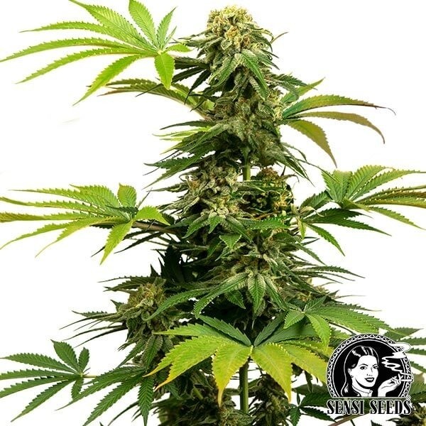 View Black Harlequin Marijuana Plant