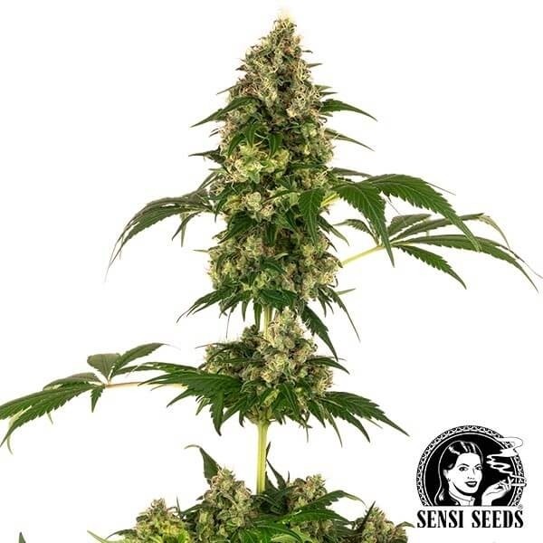 View Cobalt Haze Marijuana Plant