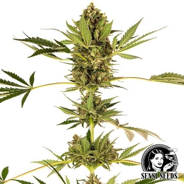 View Himalayan CBD Marijuana Plant