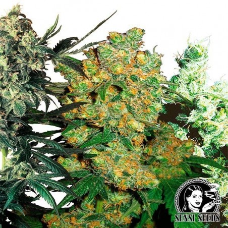Feminized Mix marijuana plant