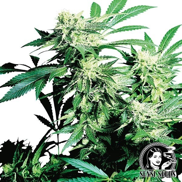 View Skunk Kush by Sensi Seeds - Grow Barato