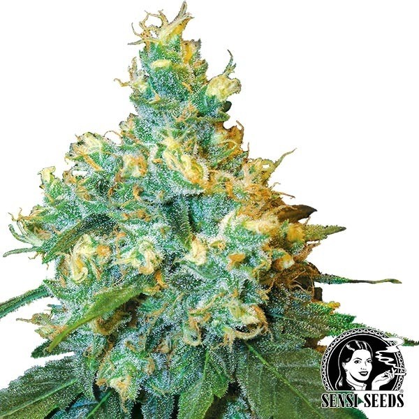 View Jack Herer Regular marijuana plant