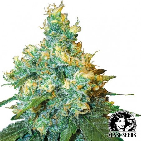 Jack Herer Regular marijuana plant