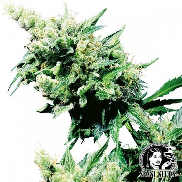 Hash Plant Regular cannabis plant