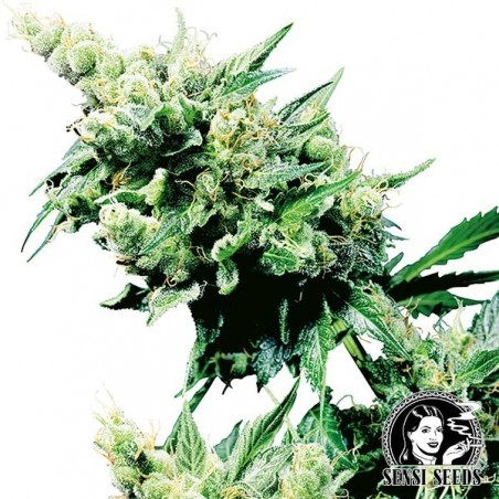 Hash Plant Regular cannabis plant