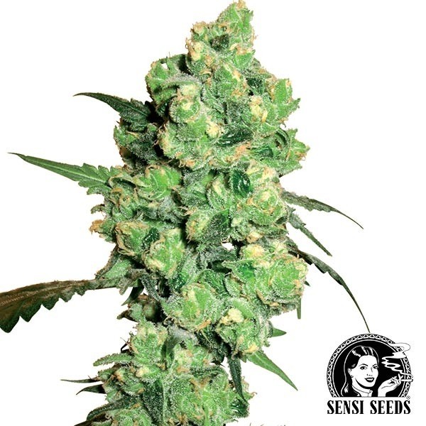 View Super Skunk Regular marijuana plant