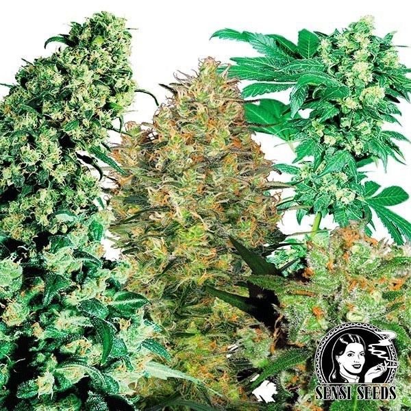 View Indoor Mix cannabis plant