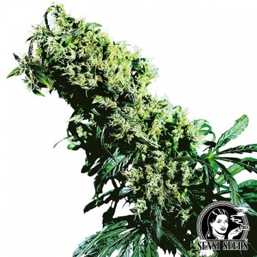 Northern Lights 5 x Haze by Sensi Seeds - GB
