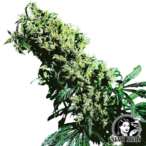 View Northern Lights 5 x Haze by Sensi Seeds - GB