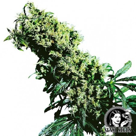 Northern Lights 5 x Haze by Sensi Seeds - GB