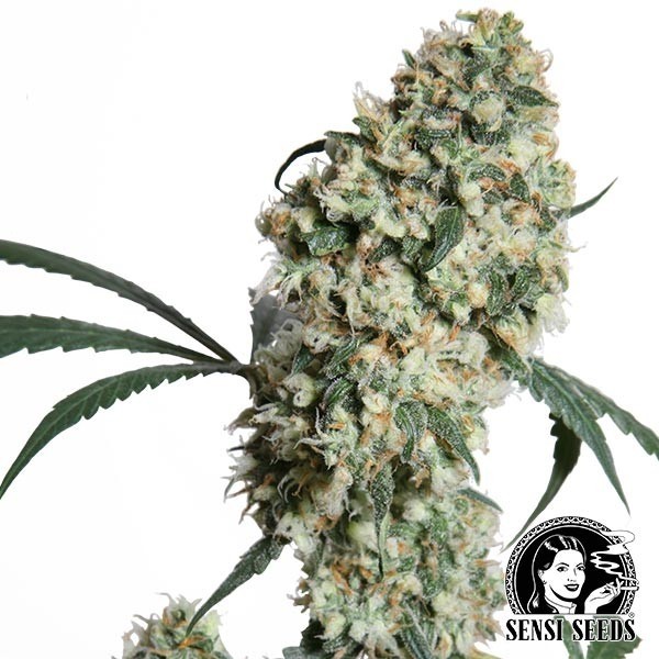 View Ed Rosenthal Super Bud Regular cannabis plant