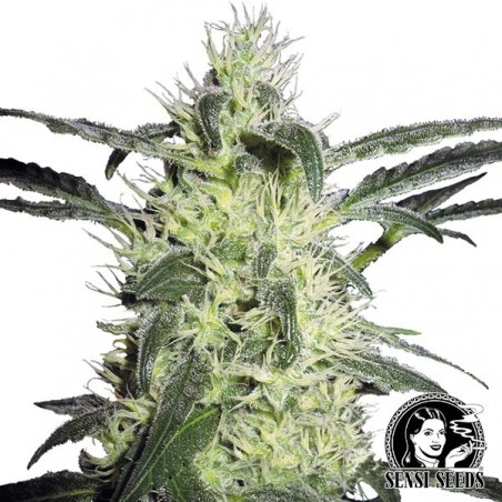 Silver Haze Regular cannabis plant