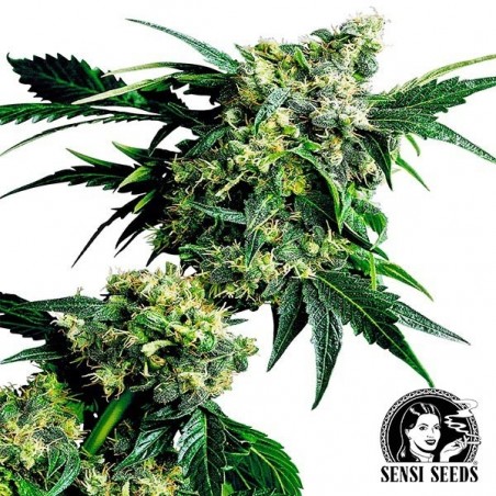 Mr.Nice G13 x Hash Plant Regular cannabis plant