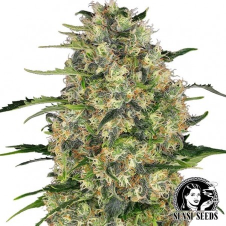 Black Domina Regular marijuana plant