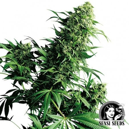 Shiva Shanti Regular cannabis plant