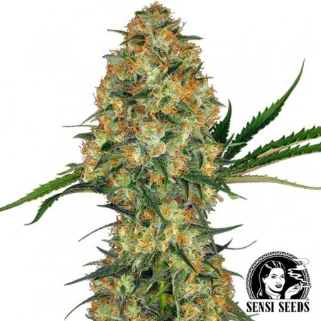 Hindu Kush Regular marijuana plant