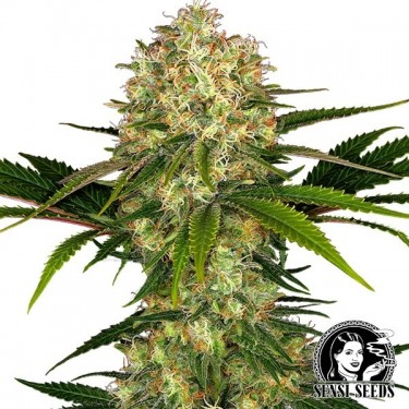Afghani 1 Regular marijuana plant