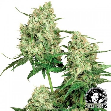 Maple Leaf Indica Regular cannabis plant