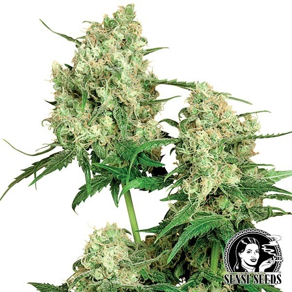 View Maple Leaf Indica Regular cannabis plant