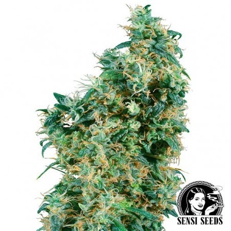 First Lady Regular marijuana plant