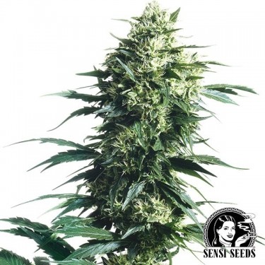 Mother's Finest Regular by Sensi Seeds - GB