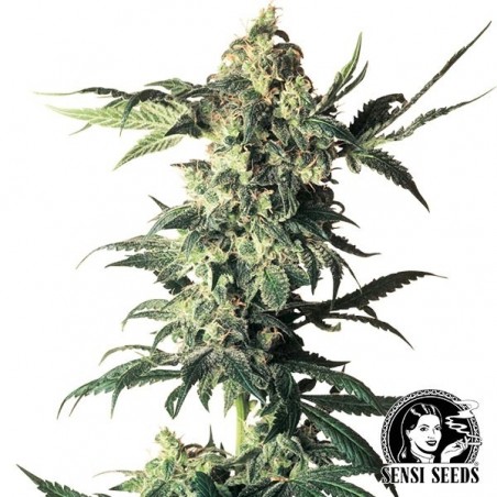 Northern Lights Regular cannabis plant